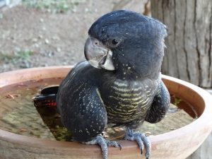 Cockatoo Program thumbnail