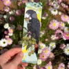 Female Red-Tail Black Cockatoo II Bookmark - Image 3
